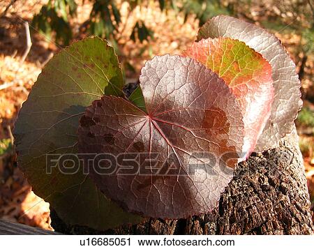 Galax Leaves, plant, Blue Ridge Parkway, Galax, Virginia, VA View Large Photo Image Stock Image - Galax Leaves, plant, Blue Ridge Parkway, Galax, Virginia, VA. Fotosearch