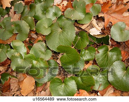 Galax Leaves, plant, Blue Ridge Parkway, Galax, Virginia, VA View Large Photo Image Stock Photo - Galax Leaves, plant, Blue Ridge Parkway, Galax, Virginia, VA. Fotosearch