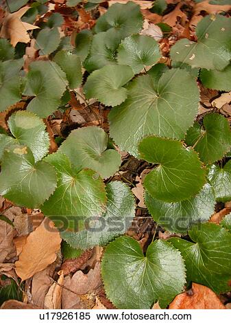 Galax Leaves, plant, Blue Ridge Parkway, Galax, Virginia, VA View Large Photo Image Stock Photography - Galax Leaves, plant, Blue Ridge Parkway, Galax, Virginia, VA. Fotosearch