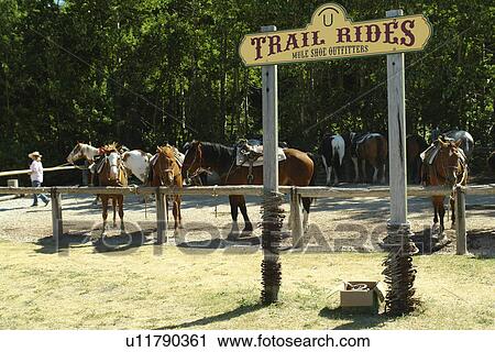 Glacier National Park, MT, Montana, Rocky Mountains, Many Glacier Region, Many Glacier Hotel, trail rides View Large Photo Image Stock Image - Glacier National Park, MT, Montana, Rocky Mountains, Many Glacier Region, Many Glacier Hotel, trail rides. Fotosearch