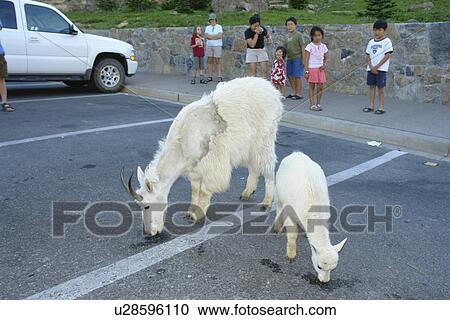 Stock Image -  Glacier National Park, MT, Montana, Rocky Mountains, Going to the Sun Road, Logan Pass, Continental Divide, Mountain Goats. Fotosearch