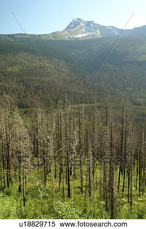 Stock Photography -  Glacier National Park, MT, Montana, Rocky Mountains, Going to the Sun Road, overlook. Fotosearch