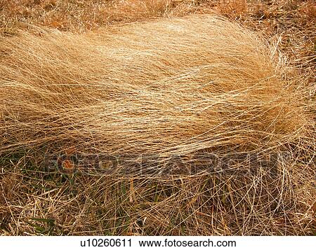 golden, grass, hay, close-up, Galax, Virginia, VA View Large Photo Image Stock Image - golden, grass, hay, close-up, Galax, Virginia, VA. Fotosearch