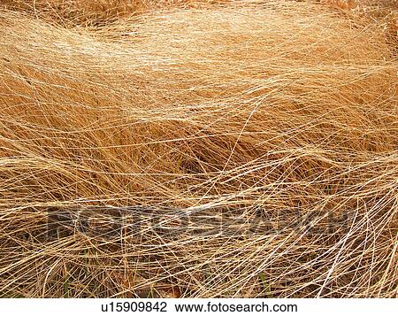 golden, grass, hay, close-up, Galax, Virginia, VA View Large Photo Image Stock Image - golden, grass, hay, close-up, Galax, Virginia, VA. Fotosearch