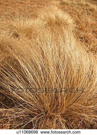golden, grass, hay, close-up, Galax, Virginia, VA View Large Photo Image Stock Photo - golden, grass, hay, close-up, Galax, Virginia, VA. Fotosearch