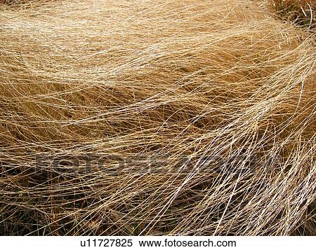 Stock Photography -  golden, grass, hay, close-up, Galax, Virginia, VA. Fotosearch