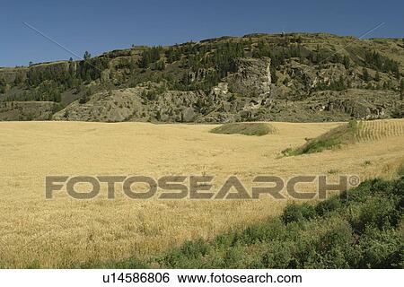 Grand Coulee Valley, WA, Washington, wheat fields View Large Photo Image Stock Photograph - Grand Coulee Valley, WA, Washington, wheat fields. Fotosearch