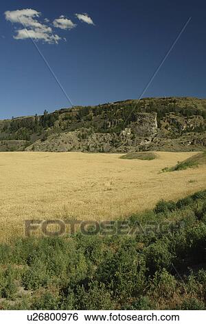 Grand Coulee Valley, WA, Washington, wheat fields View Large Photo Image Stock Photograph - Grand Coulee Valley, WA, Washington, wheat fields. Fotosearch