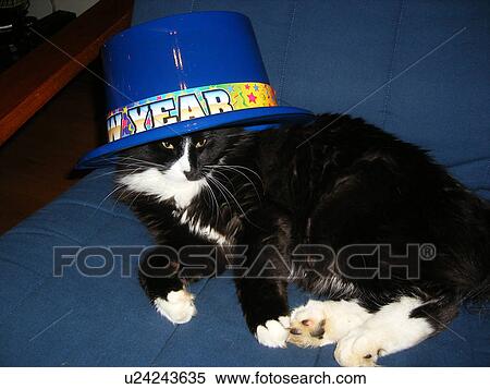 Happy New Year Hat, Cat, Galax, Virginia, VA View Large Photo Image Stock Photography - Happy New Year Hat, Cat, Galax, Virginia, VA. Fotosearch
