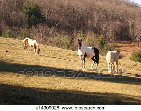 horses grazing, pasture, Blue Ridge Parkway, Virginia, VA View Large Photo Image Stock Photo - horses grazing, pasture, Blue Ridge Parkway, Virginia, VA. Fotosearch