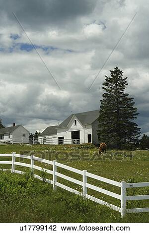 Lubec, ME, Maine, horse grazing, farm View Large Photo Image Stock Image - Lubec, ME, Maine, horse grazing, farm. Fotosearch
