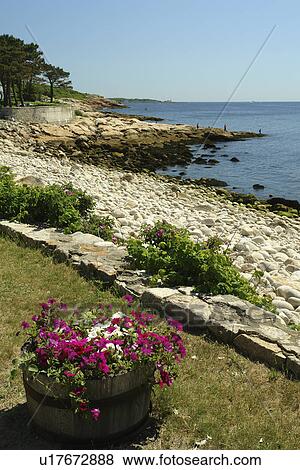 Magnolia, MA, Massachusetts, beach View Large Photo Image Stock Photo - Magnolia, MA, Massachusetts, beach. Fotosearch