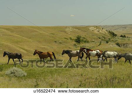 Medora, ND, North Dakota, Theodore Roosevelt National Park, South Unit, Scenic Loop Drive, feral horses, wild View Large Photo Image Picture - Medora, ND, North Dakota, Theodore Roosevelt National Park, South Unit, Scenic Loop Drive, feral horses, wild. Fotosearch