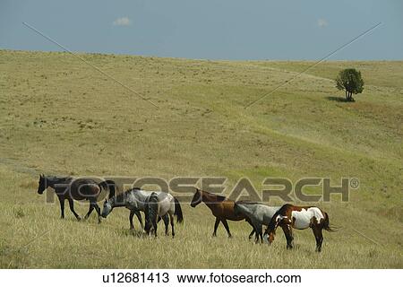 Medora, ND, North Dakota, Theodore Roosevelt National Park, South Unit, Scenic Loop Drive, feral horses, wild View Large Photo Image Stock Image - Medora, ND, North Dakota, Theodore Roosevelt National Park, South Unit, Scenic Loop Drive, feral horses, wild. Fotosearch