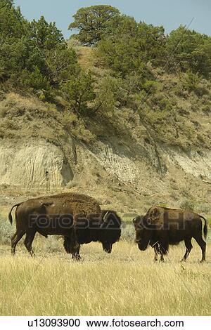 Medora, ND, North Dakota, Theodore Roosevelt National Park, South Unit, Scenic Loop Drive, bison, buffalo, males View Large Photo Image Stock Image - Medora, ND, North Dakota, Theodore Roosevelt National Park, South Unit, Scenic Loop Drive, bison, buffalo, males. Fotosearch