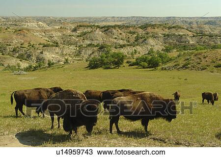 Medora, ND, North Dakota, Theodore Roosevelt National Park, South Unit, bison, buffalo herd View Large Photo Image Stock Image - Medora, ND, North Dakota, Theodore Roosevelt National Park, South Unit, bison, buffalo herd. Fotosearch