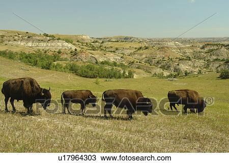 Medora, ND, North Dakota, Theodore Roosevelt National Park, South Unit, bison, buffalo herd View Large Photo Image Stock Image - Medora, ND, North Dakota, Theodore Roosevelt National Park, South Unit, bison, buffalo herd. Fotosearch