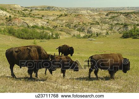 Stock Photo -  Medora, ND, North Dakota, Theodore Roosevelt National Park, South Unit, bison, buffalo herd. Fotosearch