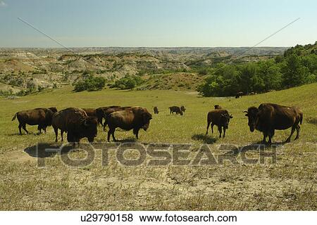 Medora, ND, North Dakota, Theodore Roosevelt National Park, South Unit, bison, buffalo herd View Large Photo Image Stock Photo - Medora, ND, North Dakota, Theodore Roosevelt National Park, South Unit, bison, buffalo herd. Fotosearch