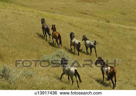 Medora, ND, North Dakota, Theodore Roosevelt National Park, South Unit, Scenic Loop Drive, feral horses, wild View Large Photo Image Stock Photograph - Medora, ND, North Dakota, Theodore Roosevelt National Park, South Unit, Scenic Loop Drive, feral horses, wild. Fotosearch