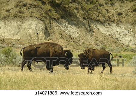 Medora, ND, North Dakota, Theodore Roosevelt National Park, South Unit, Scenic Loop Drive, bison, buffalo, males View Large Photo Image Stock Photograph - Medora, ND, North Dakota, Theodore Roosevelt National Park, South Unit, Scenic Loop Drive, bison, buffalo, males. Fotosearch