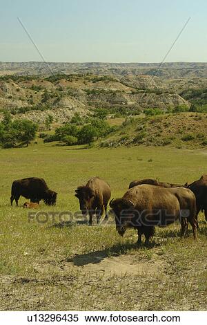 Medora, ND, North Dakota, Theodore Roosevelt National Park, South Unit, bison, buffalo herd View Large Photo Image Stock Photography - Medora, ND, North Dakota, Theodore Roosevelt National Park, South Unit, bison, buffalo herd. Fotosearch