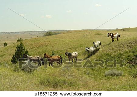 Medora, ND, North Dakota, Theodore Roosevelt National Park, South Unit, Scenic Loop Drive, feral horses, wild View Large Photo Image Stock Photography - Medora, ND, North Dakota, Theodore Roosevelt National Park, South Unit, Scenic Loop Drive, feral horses, wild. Fotosearch