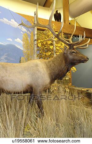 Missoula, MT, Montana, Rocky Mountain Elk Foundation Wildlife Visitor Center View Large Photo Image Stock Image - Missoula, MT, Montana, Rocky Mountain Elk Foundation Wildlife Visitor Center. Fotosearch