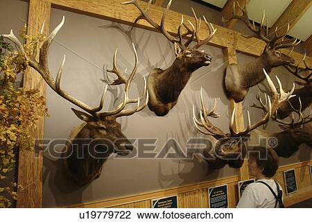 Missoula, MT, Montana, Rocky Mountain Elk Foundation Wildlife Visitor Center View Large Photo Image Stock Image - Missoula, MT, Montana, Rocky Mountain Elk Foundation Wildlife Visitor Center. Fotosearch