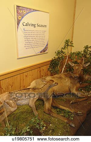 Missoula, MT, Montana, Rocky Mountain Elk Foundation Wildlife Visitor Center View Large Photo Image Stock Image - Missoula, MT, Montana, Rocky Mountain Elk Foundation Wildlife Visitor Center. Fotosearch