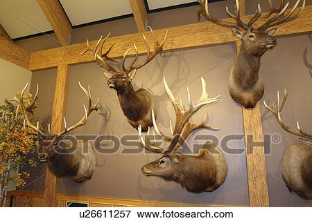 Missoula, MT, Montana, Rocky Mountain Elk Foundation Wildlife Visitor Center View Large Photo Image Stock Photo - Missoula, MT, Montana, Rocky Mountain Elk Foundation Wildlife Visitor Center. Fotosearch
