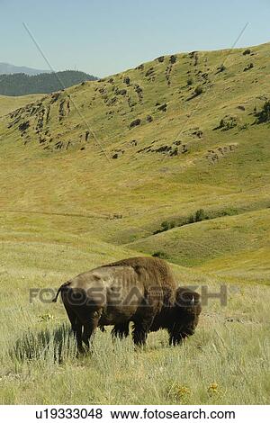 Moiese, MT, Montana, Headquarters National Bison Range, Flathead Indian Reservation, Mission Valley, Male Buffalo View Large Photo Image Stock Photo - Moiese, MT, Montana, Headquarters National Bison Range, Flathead Indian Reservation, Mission Valley, Male Buffalo. Fotosearch