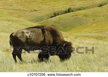 Moiese, MT, Montana, Headquarters National Bison Range, Flathead Indian Reservation, Mission Valley, Male Buffalo View Large Photo Image Stock Photograph - Moiese, MT, Montana, Headquarters National Bison Range, Flathead Indian Reservation, Mission Valley, Male Buffalo. Fotosearch