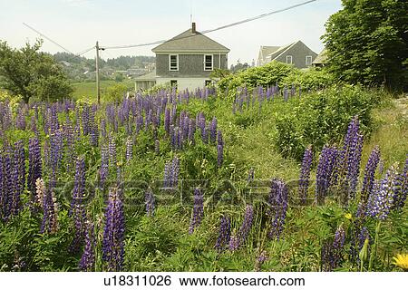 Monhegan Island, ME, Maine, field of Lupine flowers View Large Photo Image Stock Photograph - Monhegan Island, ME, Maine, field of Lupine flowers. Fotosearch