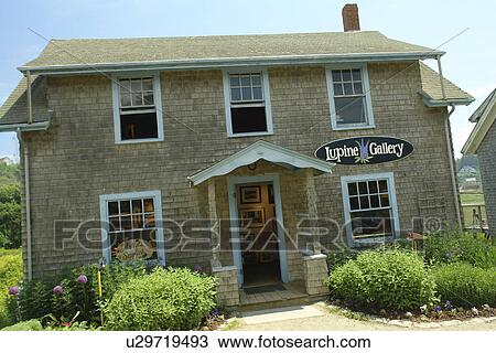Monhegan Island, ME, Maine, Lupine Gallery View Large Photo Image Stock Image - Monhegan Island, ME, Maine, Lupine Gallery. Fotosearch