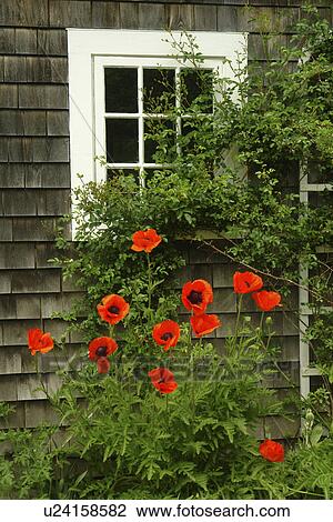 Stock Image -  Monhegan Island, ME, Maine, window, flowers. Fotosearch