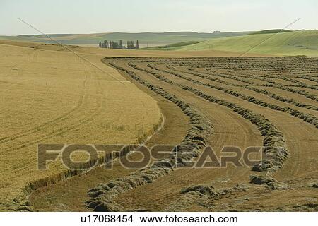 Moscow, ID, Idaho, The Palouse, rolling hills, farmland, fields View Large Photo Image Picture - Moscow, ID, Idaho, The Palouse, rolling hills, farmland, fields. Fotosearch