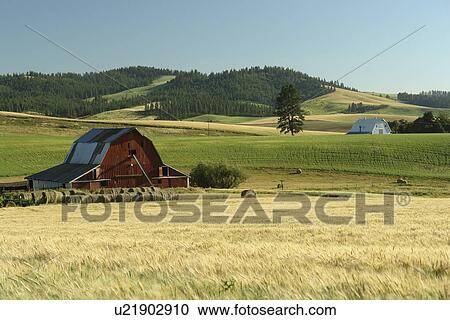 Moscow, ID, Idaho, The Palouse, rolling hills, farmland, fields, red barn View Large Photo Image Stock Image - Moscow, ID, Idaho, The Palouse, rolling hills, farmland, fields, red barn. Fotosearch