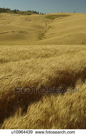 Moscow, ID, Idaho, The Palouse, rolling hills, farmland, fields View Large Photo Image Stock Photo - Moscow, ID, Idaho, The Palouse, rolling hills, farmland, fields. Fotosearch