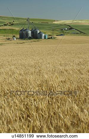 Moscow, ID, Idaho, The Palouse, rolling hills, farmland, fields, silos View Large Photo Image Stock Photo - Moscow, ID, Idaho, The Palouse, rolling hills, farmland, fields, silos. Fotosearch