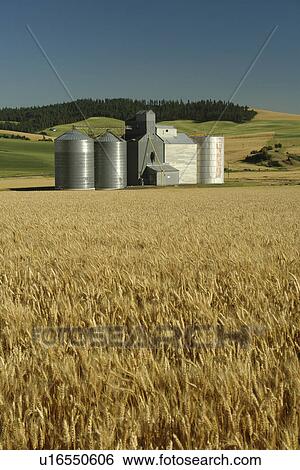 Moscow, ID, Idaho, The Palouse, rolling hills, farmland, fields, grain elevators View Large Photo Image Stock Photograph -  Moscow, ID, Idaho, The Palouse, rolling hills, farmland, fields, grain elevators. Fotosearch