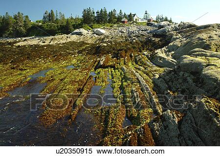 New Harbor, ME, Maine, Pemaquid Point & Lighthouse View Large Photo Image Stock Photography - New Harbor, ME, Maine, Pemaquid Point & Lighthouse. Fotosearch