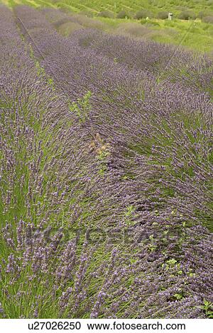 Oliver, Okanagan Valley, British Columbia, Canada, Lavender Farm View Large Photo Image Stock Image - Oliver, Okanagan Valley, British Columbia, Canada, Lavender Farm. Fotosearch