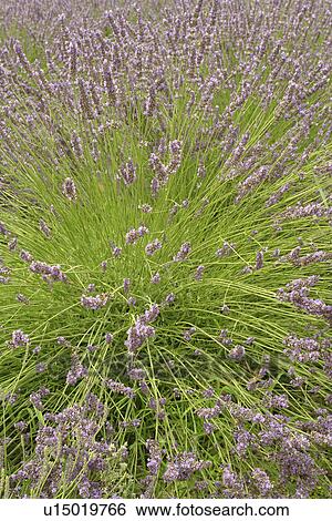 Oliver, Okanagan Valley, British Columbia, Canada, Lavender Farm View Large Photo Image Stock Photograph - Oliver, Okanagan Valley, British Columbia, Canada, Lavender Farm. Fotosearch