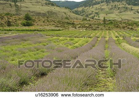 Oliver, Okanagan Valley, British Columbia, Canada, Lavender Farm View Large Photo Image Stock Photograph - Oliver, Okanagan Valley, British Columbia, Canada, Lavender Farm. Fotosearch