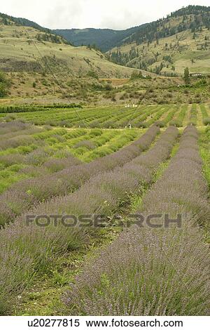 Oliver, Okanagan Valley, British Columbia, Canada, Lavender Farm View Large Photo Image Stock Photography - Oliver, Okanagan Valley, British Columbia, Canada, Lavender Farm. Fotosearch