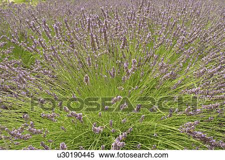 Oliver, Okanagan Valley, British Columbia, Canada, Lavender Farm View Large Photo Image Stock Photography - Oliver, Okanagan Valley, British Columbia, Canada, Lavender Farm. Fotosearch