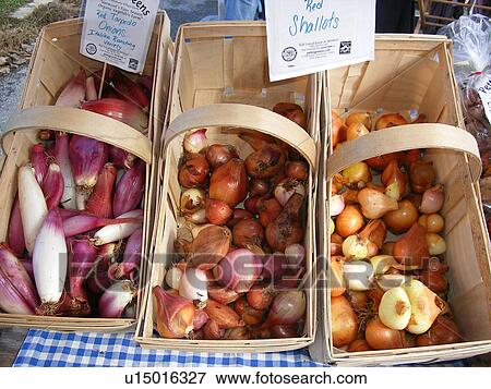 onions, shallots, Saturday Farmers Market, Montpelier, VT, Vermont View Large Photo Image Stock Photo - onions, shallots, Saturday Farmers Market, Montpelier, VT, Vermont. Fotosearch