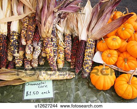 ornamental corn, pumpkins, Saturday Farmers Market, Montpelier, VT, Vermont View Large Photo Image Picture - ornamental corn, pumpkins, Saturday Farmers Market, Montpelier, VT, Vermont. Fotosearch