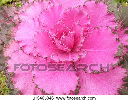 Stock Photograph -  Ornamental Kale, flowering cabbage. Fotosearch